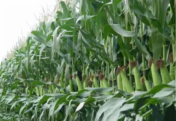 东启网 12个“成长型”玉米品种拟入选国家农作物优良品种推广目录