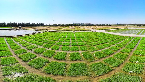 金港赢配资 氨基酸叶面肥选购指南：5大品牌深度解析与避坑技巧